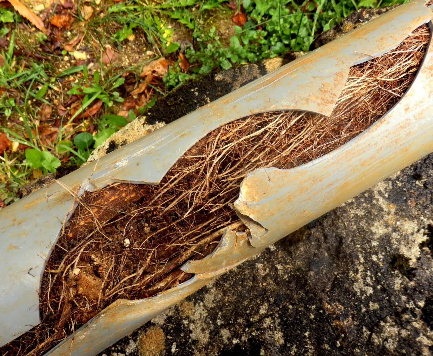 Tree root drain issue